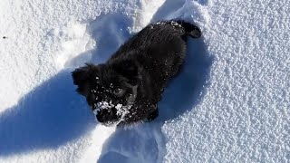 A man cycling in the -21°C snow discovered a small dog that was hungry and shivering.