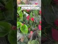 Rare imported anthurium plant online shopping #anthurium #plants #garden #flowers