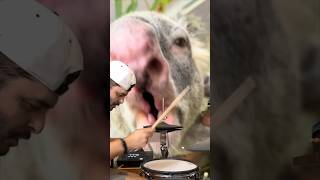 Ever hear what a koala sounds like? Let’s add drums… #shorts #wildlife #cool