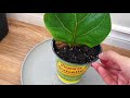 琴叶榕叶片扦插也能成活 fiddle leaf fig 【莎拉养花】