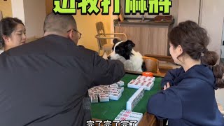 边牧软软打麻将给它吃的会胡我牌吗 #万物可爱计划 #边牧打麻将 #狗狗的心思都写在脸上了 #边牧软软 #狗子成精了