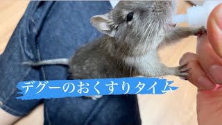 デグーがお薬を飲む！ふたばちゃんえらいえらい！