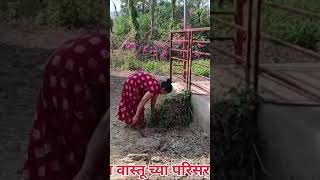 जिव्हाळा वृद्धाश्रम परिसराची साफसफाई | @Kokanyuvasevasanstha | konkani | Jivhala |Jivhala ashram |