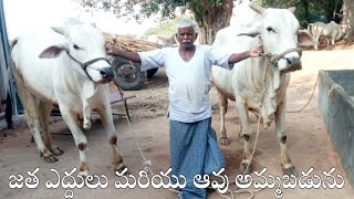 జత ఎద్దులు ఆవు అమ్మబడును-bulls and cow for sale in andhra pradesh-cattles for sale-ox for sale-oxen