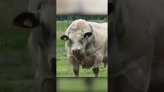 Belgian Blue - Biggest Bulls In The World