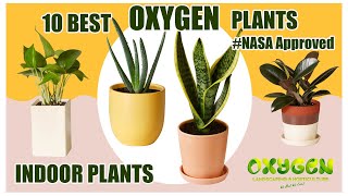 10 Best Oxygen Indoor Plants || NASA Certified these plants in house to purify the air.