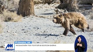 Үржлийн насны мазаалайн тоо багадаа 50-д хүрч байж өсөн нэмэгдэнэ | MNB