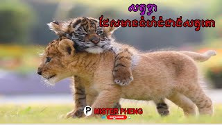 ស្វែងយល់អំពីប្រភេទសត្វខ្លា​ ដែលមានទំហំធំជាងសត្វតោ