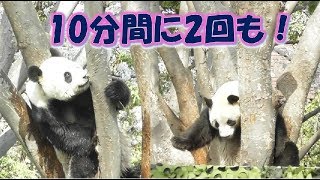 4/6リーリー盛り上がりすぎ！？１０分間に２回も木登りした！！！上野動物園【パンダ生活チャンネル】