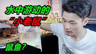 一種形似老鼠的觀賞魚，像極了水中遊動的“小老鼠”，特別可愛