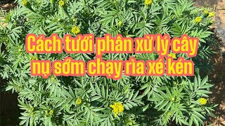 Cách tưới phân hoa vạn thọ nở sớm nụ đang chạy rìa xé kén