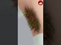 [ ASMR REMOVAL ARMPIT HAIR ]#asmr#animationvideo #shortsviral ⬜