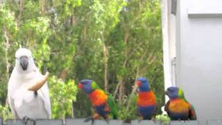 Parrot Sharpens Beak \u0026 Bullies Bird Twice His Size