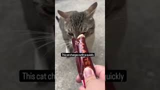 🤣🤣🤣 #funny #mycatchannel #yourcat #shortvideo #catchannel #cat #pets #catschannel #yourpet