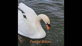 Peace with Nature- Lovely Birds 🤍♥️