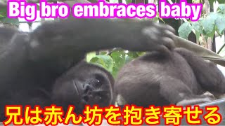 Gentaro hugs Kintaro🌸おいでや！ゲンタロウはキンタロウを抱き寄せる🌸【京都市動物園】Gorilla ゴリラ