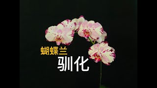 【20087】蝴蝶兰，可以被驯化吗？  //静姐说花291