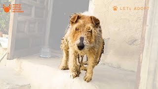 Can A Dog With a Tumor Love After Being Chained To A Wall All Its Life - Viktor Rescues Chained Dog