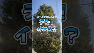 デッカいコニファー高さを半分以上、下げてみた#庭師のVlog #ゴールドクレスト