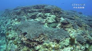 ウミガメの楽園＝沖永良部島