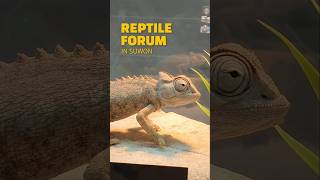 파충류 집사의 렙타일 포럼(REPTILE FORUM)나들이 #reptiles #파충류집사 #pets