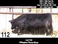 midland bull test black angus sale preview