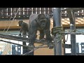 gorilla gentaro attacks genki for attention 【kyoto city zoo gorilla fam】