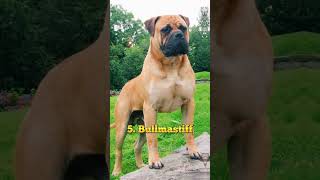 Top 10 Most Dangerous Dogs in the World #shorts #dangerous #dogs