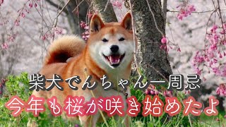 柴犬でんちゃん　兄ちゃんの１周忌🌸