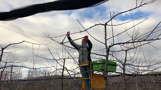 Pruning our cherry orchards