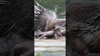 Cute baby porcupine #shorts #babyanimals #cuteanimals