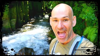 New Zealand's Enchanted DINOSAUR Forest 🇳🇿 Whirinaki Te Pua A Tane Conservation Park