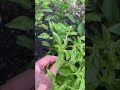 pinching basil flowers to grow new branches