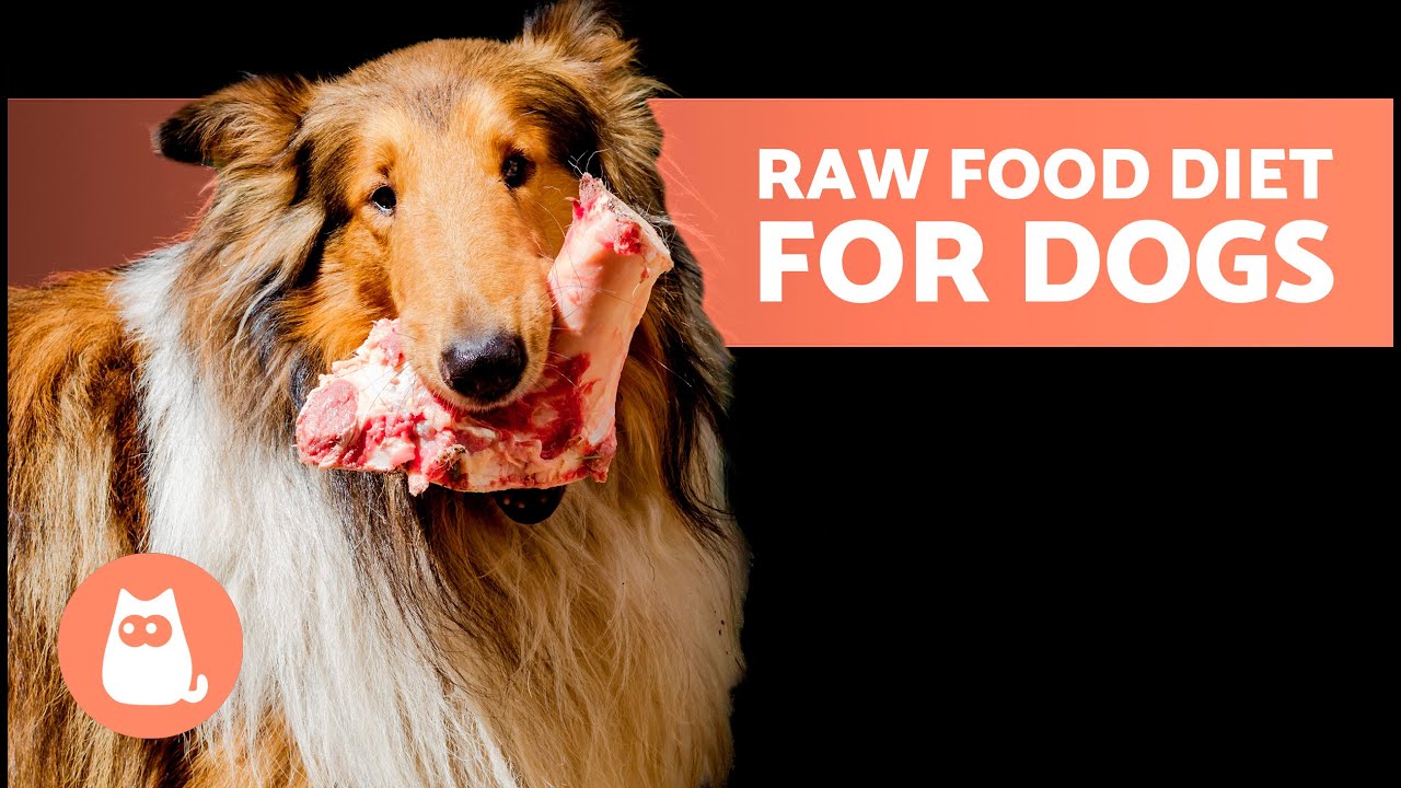 How To START The BARF DIET For Your DOG 🥩 (3 Ways) - YouTube