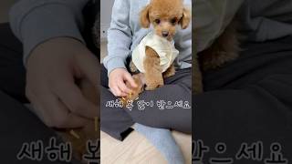 새해 복 많이 받으세요 #강아지 #설날