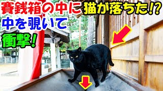 猫が賽銭箱の中に落ちた？中を覗いてビックリ!【猫の不思議な話】【朗読】