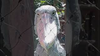 ハシビロコウと目が合ったら… 上野動物園【怖い顔の鳥に見つめられ（睨まれ）た】#shorts Shoebill