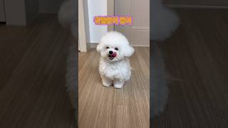 나는 구냥 귀욥게 태어난거❗️ #몽이 #강아지 #happy #귀여운 #cute #cutedog #dog #daily #shorts #short #vlog #쇼츠 #미니비숑 #일상