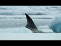 killer whale pod kills leopard seal by shattering ice floe orca pod vs leopard seal bbc