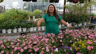 Get It Growing: Supertunia is a super petunia