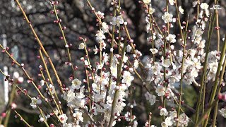 【4K】習志野市梅林園（1）・梅の花が満開（2021年2月21日）