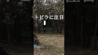 【素人空き地開拓】無人のトビラ　#shorts