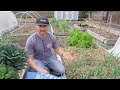 How To Transplant Seedlings So They Take Off Like A Rocket!