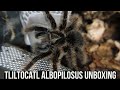 TLILTOCATL ALBOPILOSUS PAIR UNBOXING (Curly hair tarantula)