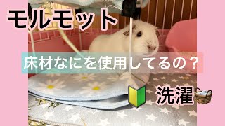 モルモット【飼育環境】　わが家の床材　洗えるシーツ類などの洗濯はどうしてる？？ひと手間くわえて予防対策🔰#guinea pig