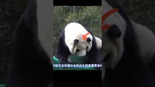 福宝成就了韩国的传奇 #大熊猫 #寵物 #panda #pets