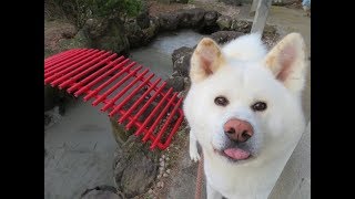 【秋田犬ゆうき】冬眠から帰って来た池の鯉を見ながら庭を散策する【akita dog】