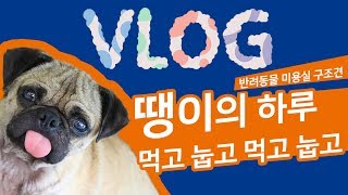 [같이살개]  가족을 기다리고 있는 땡이의 하루 VLOG! / 동물자유연대