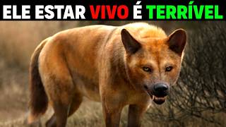 Canid STRONGER than felines FOUND | THIS IS NOT A WOLF