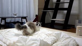 猫が💩をつけたので布団カバーを洗濯したら興奮しておかしくなっちゃいましたｗ